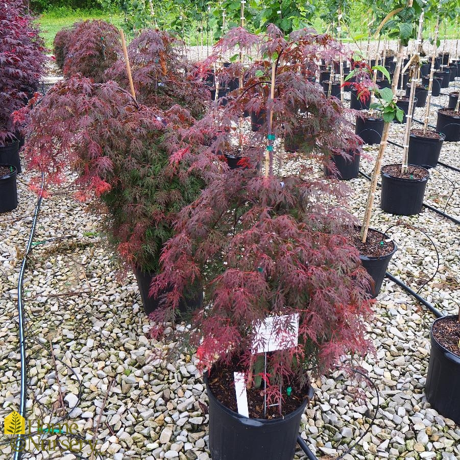 Acer palmatum var. dissectum 'Orangeola' Threadleaf Japanese Maple from