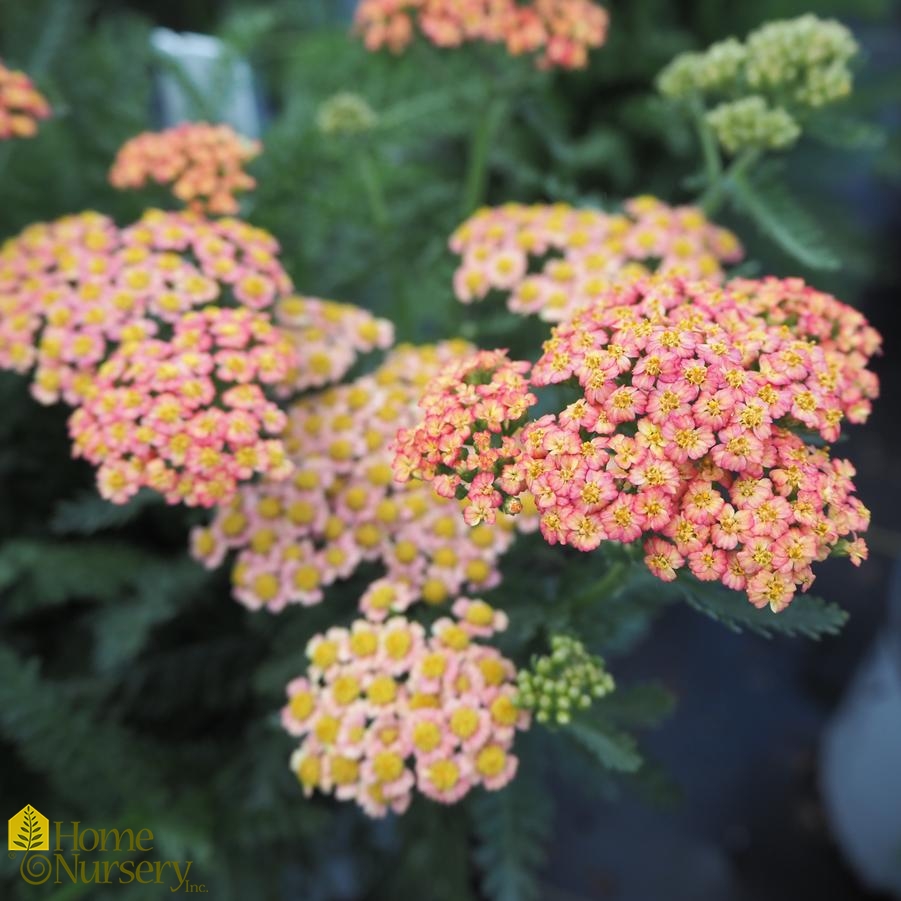 Achillea x 'Firefly Peach Sky' Yarrow from Home Nursery