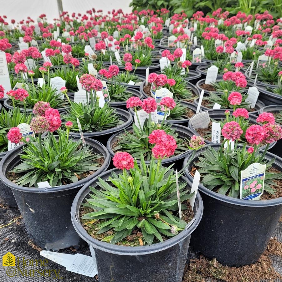Armeria pseudarmeria Dreameria®Dreamland Thrift from Home Nursery