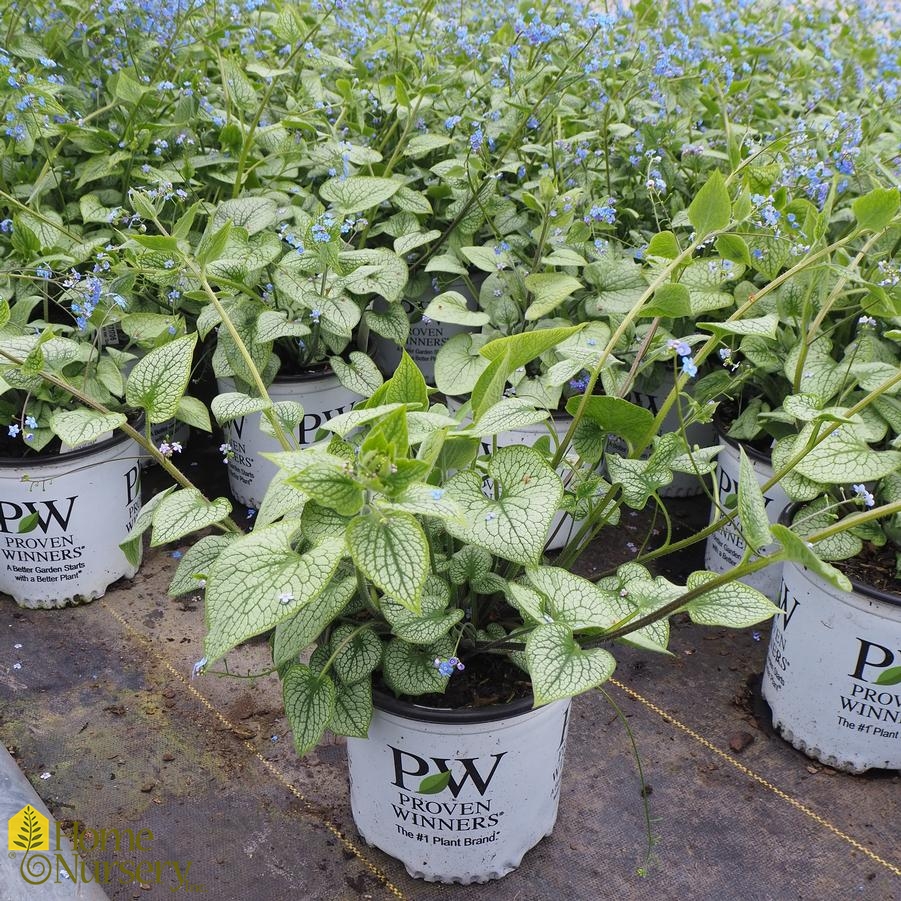 Brunnera macrophylla 'Queen of Hearts' Siberian Bugloss from Home Nursery