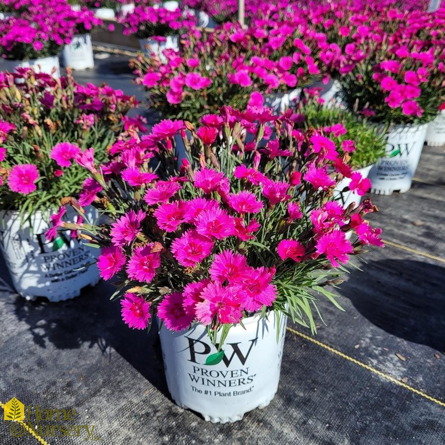 Dianthus x 'Paint the Town Fancy' Cheddar Pinks from Home Nursery