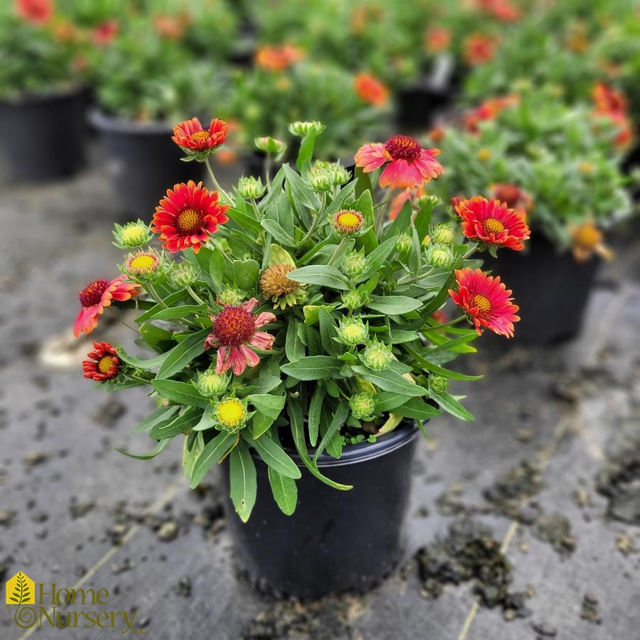 Gaillardia x grandiflora 'Arizona Red Shades' Blanket Flower from Home