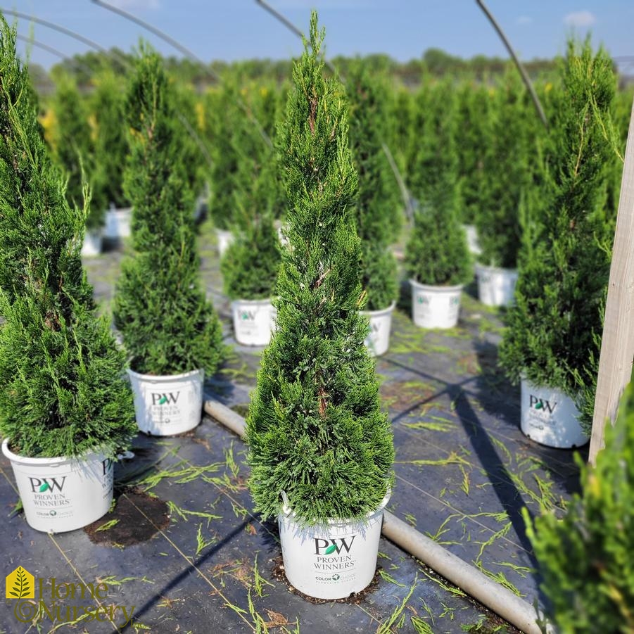Juniperus chinensis Gin Fizz® Chinese Juniper from Home Nursery