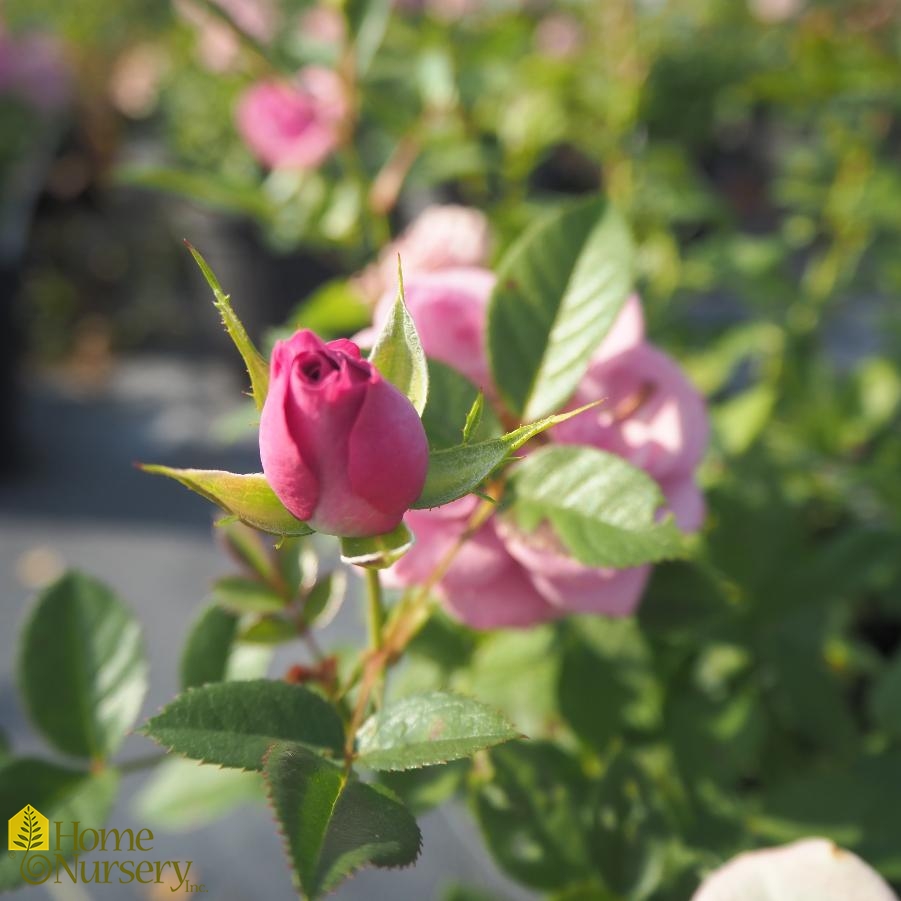 Rosa x Lavender Veranda® Rose from Home Nursery