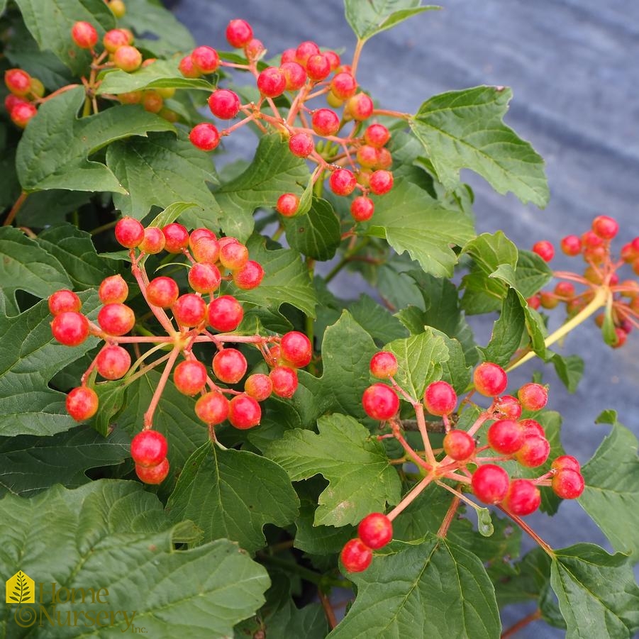 Viburnum opulus European Cranberry Bush from Home Nursery