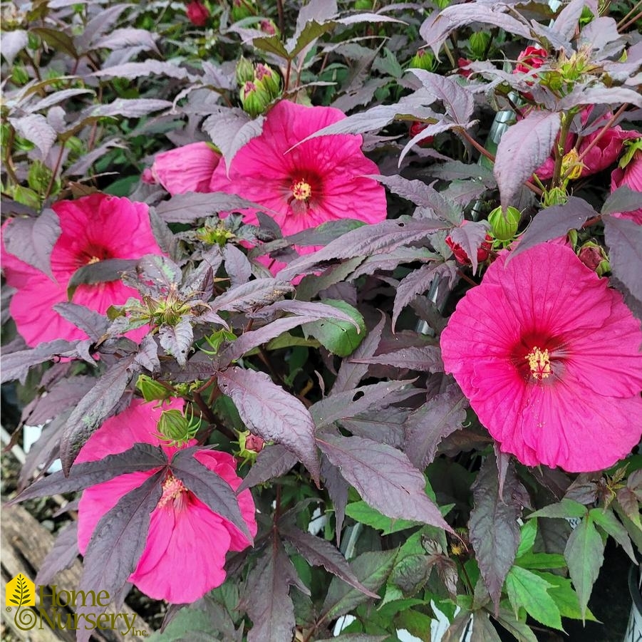 Hibiscus x Summerific® 'Evening Rose' Hardy Hibiscus from Home Nursery