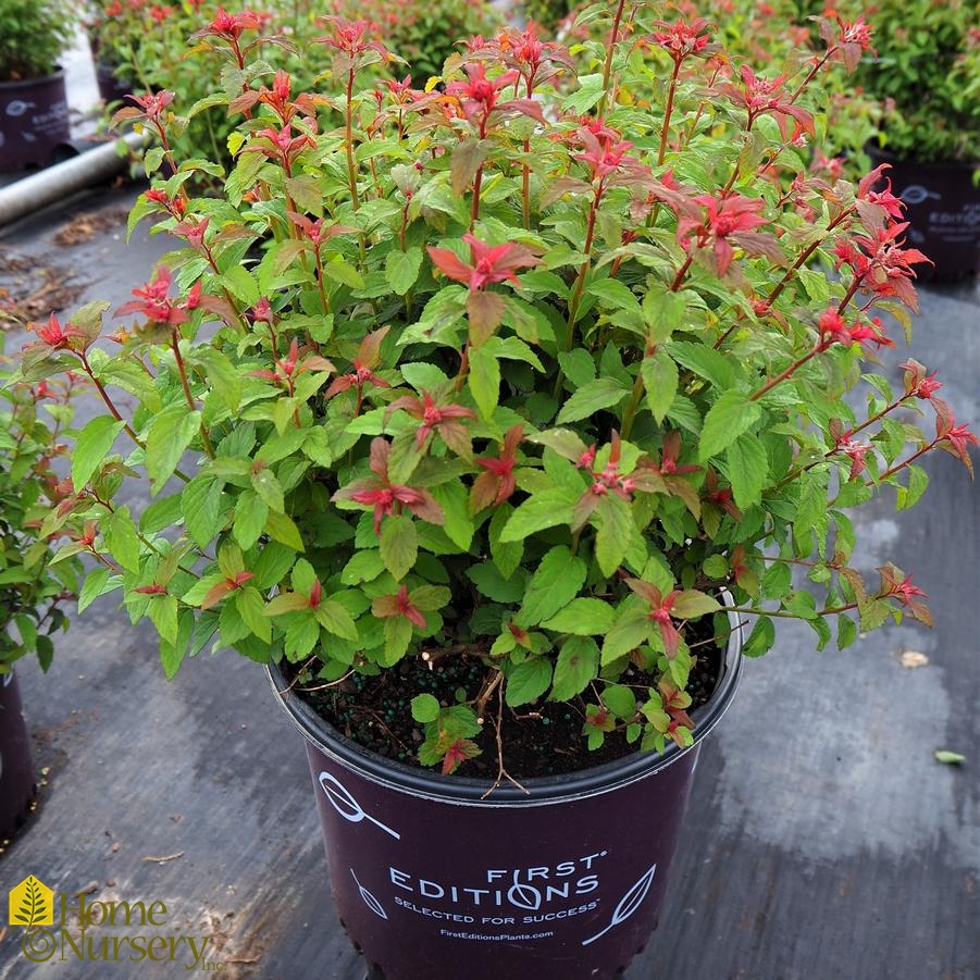 Spiraea x bumalda Superstar™ Spirea from Home Nursery