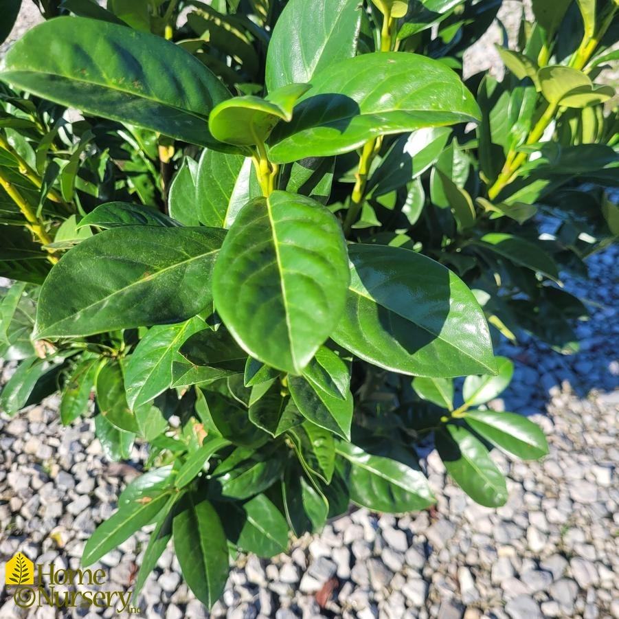 Prunus laurocerasus Greenfinity Cherry Laurel from Home Nursery