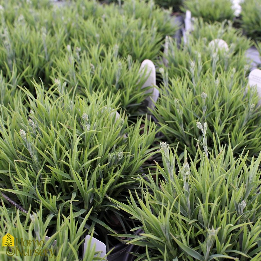 Dianthus x Fruit Punch® 'Sweetie Pie' Cheddar Pinks from Home Nursery