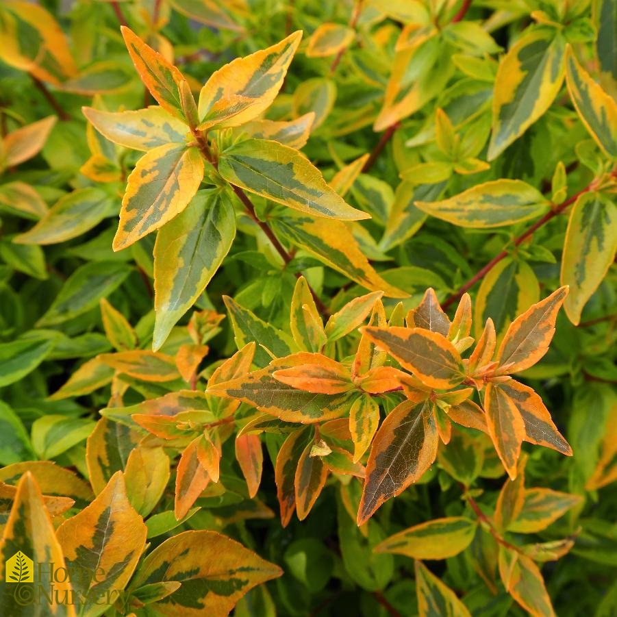 Abelia x grandiflora 'Kaleidoscope' Glossy Abelia from Home Nursery