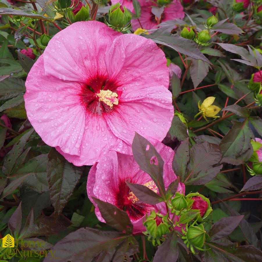 Hibiscus x Summerific® 'Berry Awesome' Hardy Hibiscus from Home Nursery