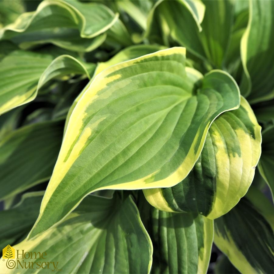 Hosta 'Wide Brim' Plantain Lily from Home Nursery