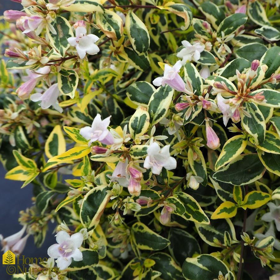 Abelia x grandiflora Miss Lemon™ Glossy Abelia from Home Nursery