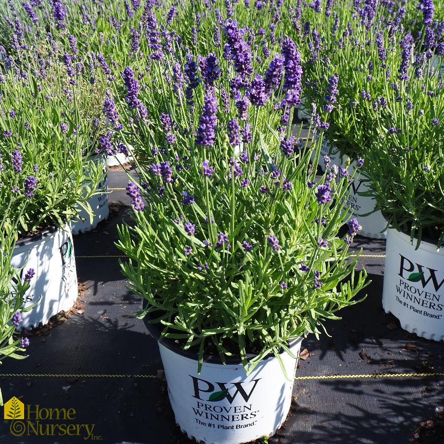 Lavandula angustifolia Sweet Romance® English Lavender from Home Nursery