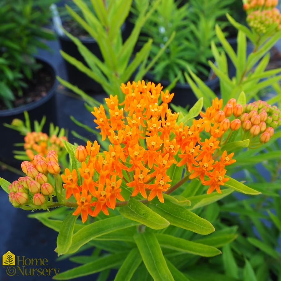 Asclepias tuberosa Butterfly Weed from Home Nursery