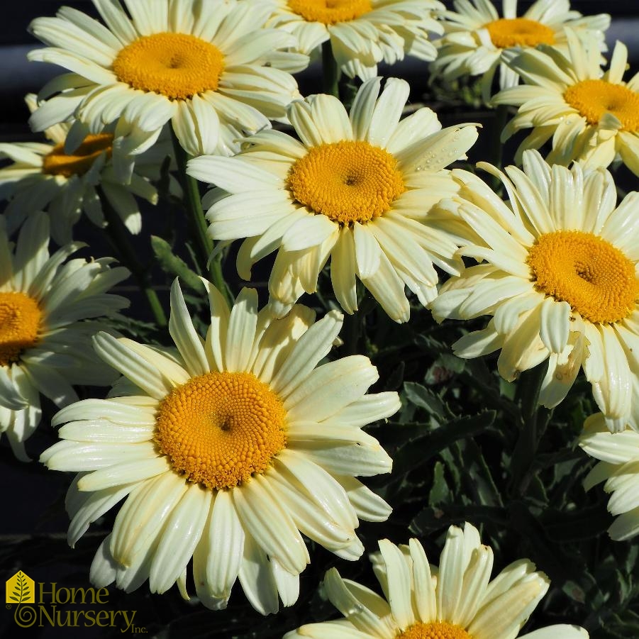 Leucanthemum superbum Amazing Daisies® 'Banana Cream' II Shasta Daisy
