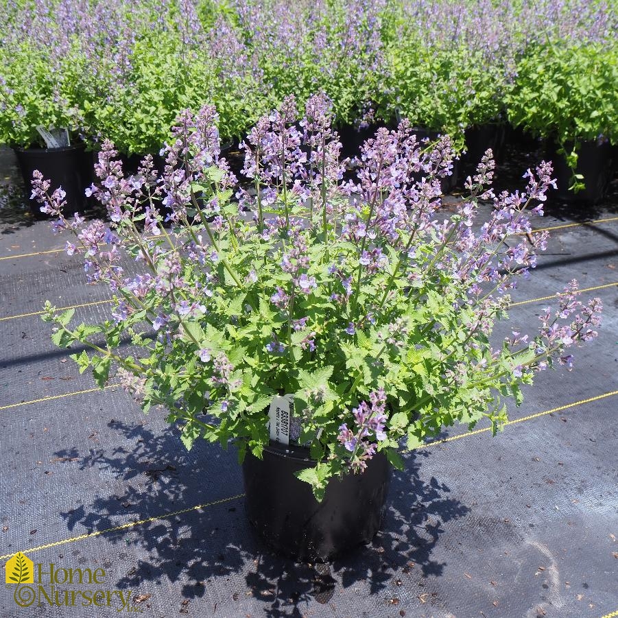 Nepeta x Junior Walker™ Catmint from Home Nursery