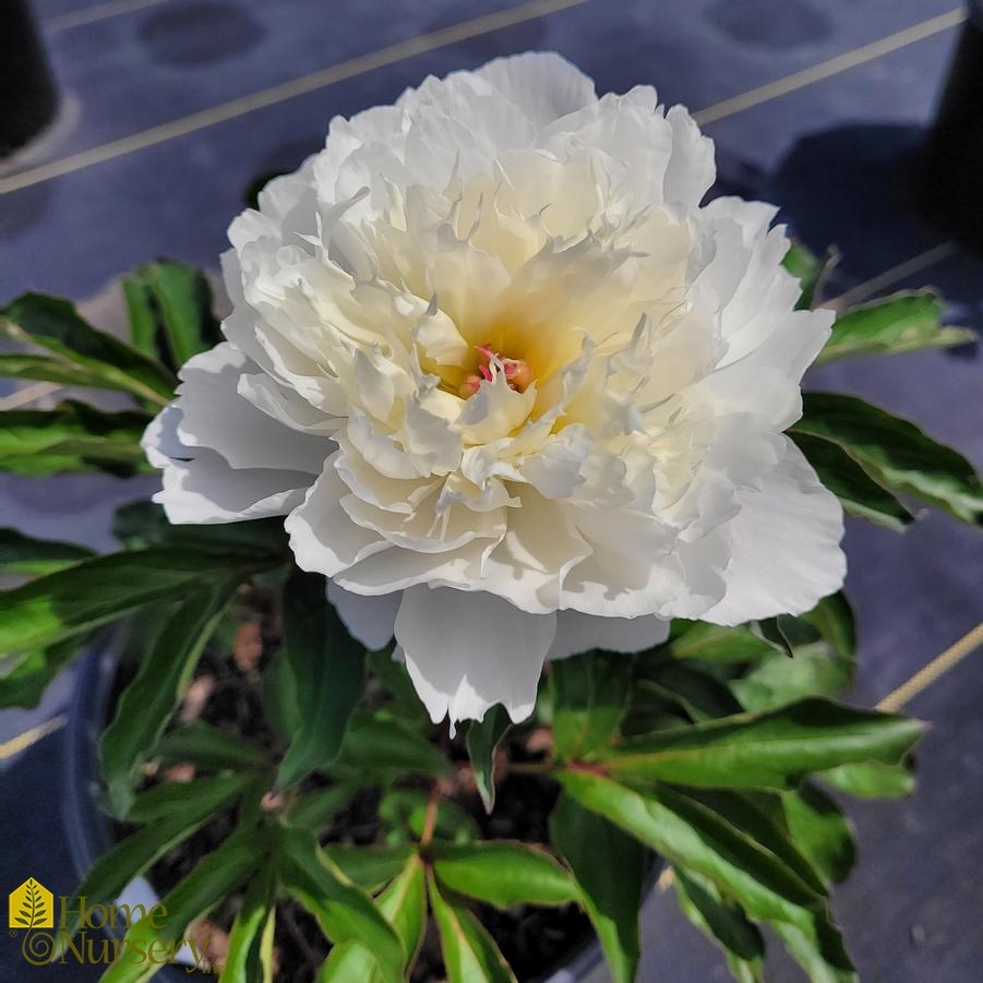 Paeonia lactiflora 'Shirley Temple' Chinese Peony from Home Nursery