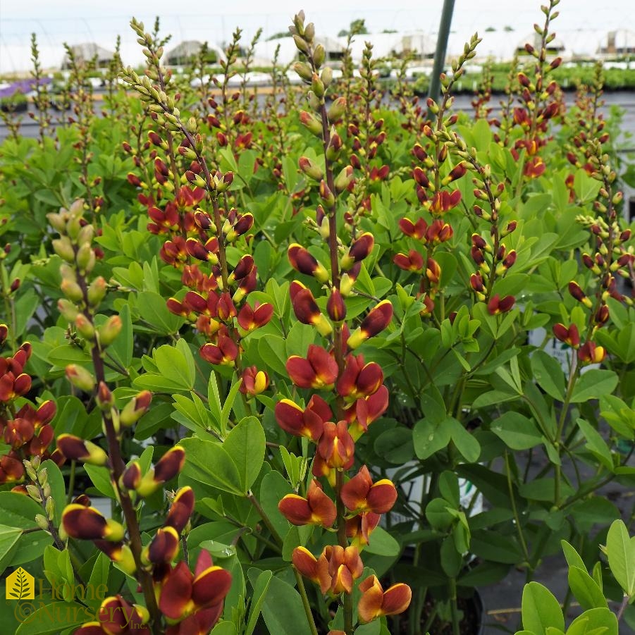 Baptisia x Decadence® 'Cherries Jubilee' False Indigo from Home Nursery