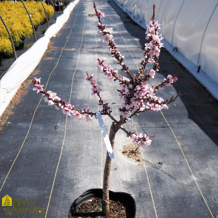Prunus persica 'Bonfire' Patio Peach Tree from Home Nursery