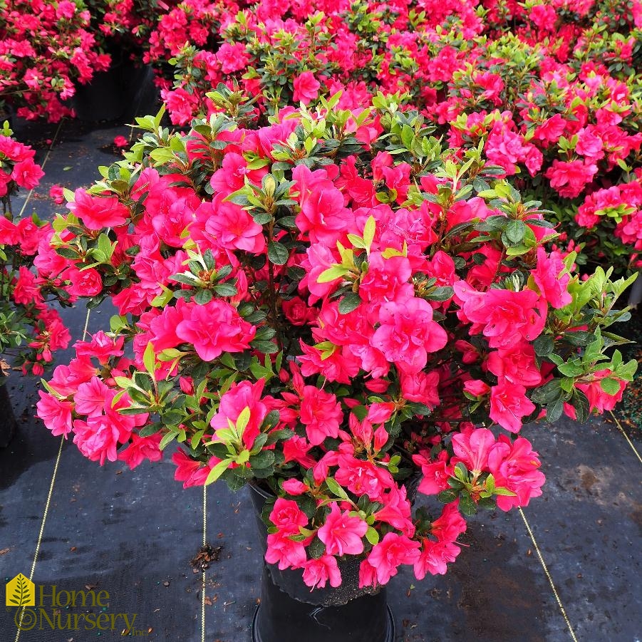 Rhododendron x 'Girard's Christina' Girard's Azalea from Home Nursery