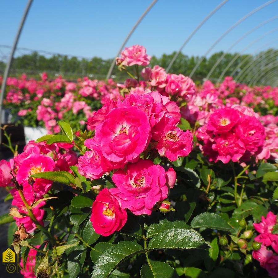 Rosa x Oso Easy® Peasy Rose from Home Nursery