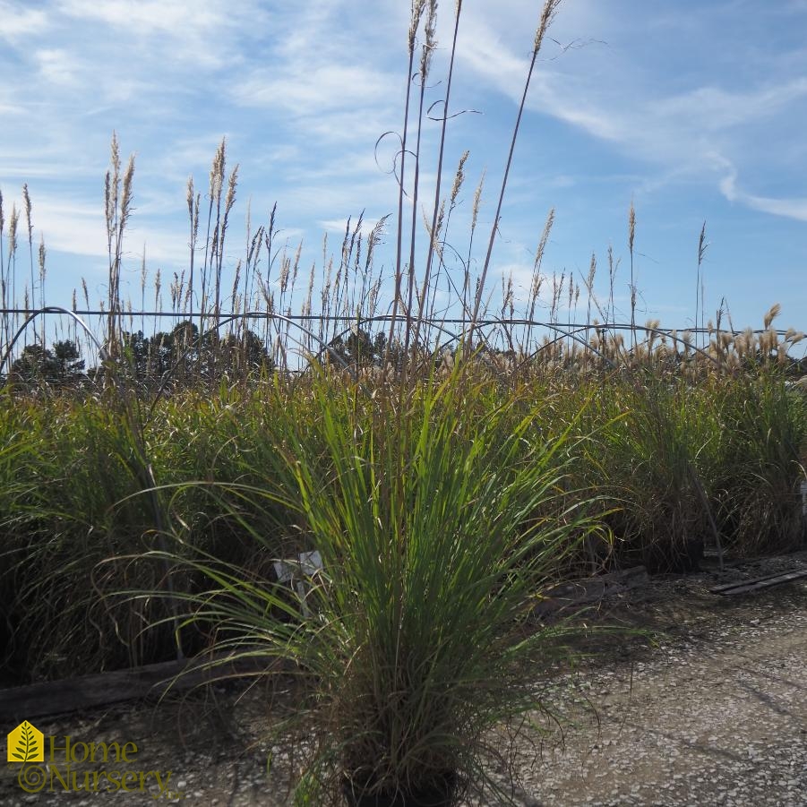 Saccharum ravennae Ravenna Grass from Home Nursery