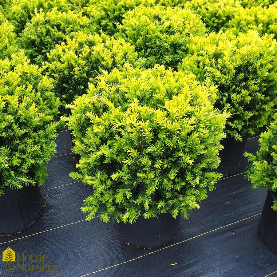 Taxus x media 'Densiformis' Yew from Home Nursery