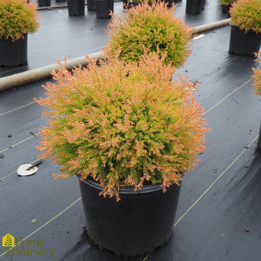 Thuja occidentalis Fire Chief™ American Arborvitae from Home Nursery