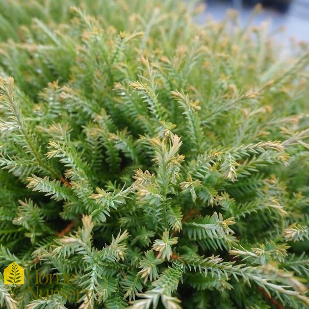 Thuja occidentalis Pancake™ American Arborvitae from Home Nursery
