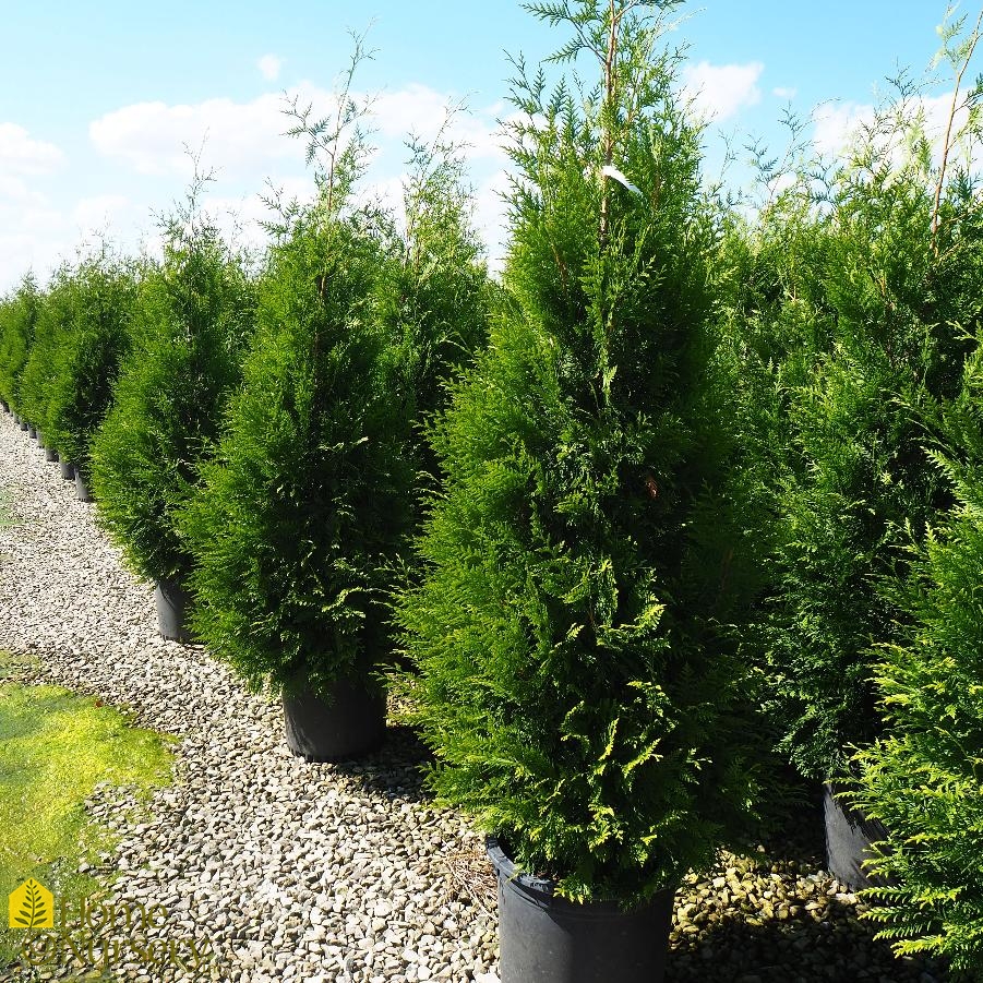 Thuja x 'Green Giant' Arborvitae from Home Nursery