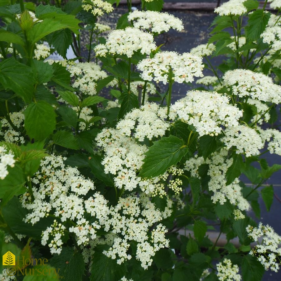 Viburnum dentatum Blue Muffin® Arrowwood Viburnum from Home Nursery