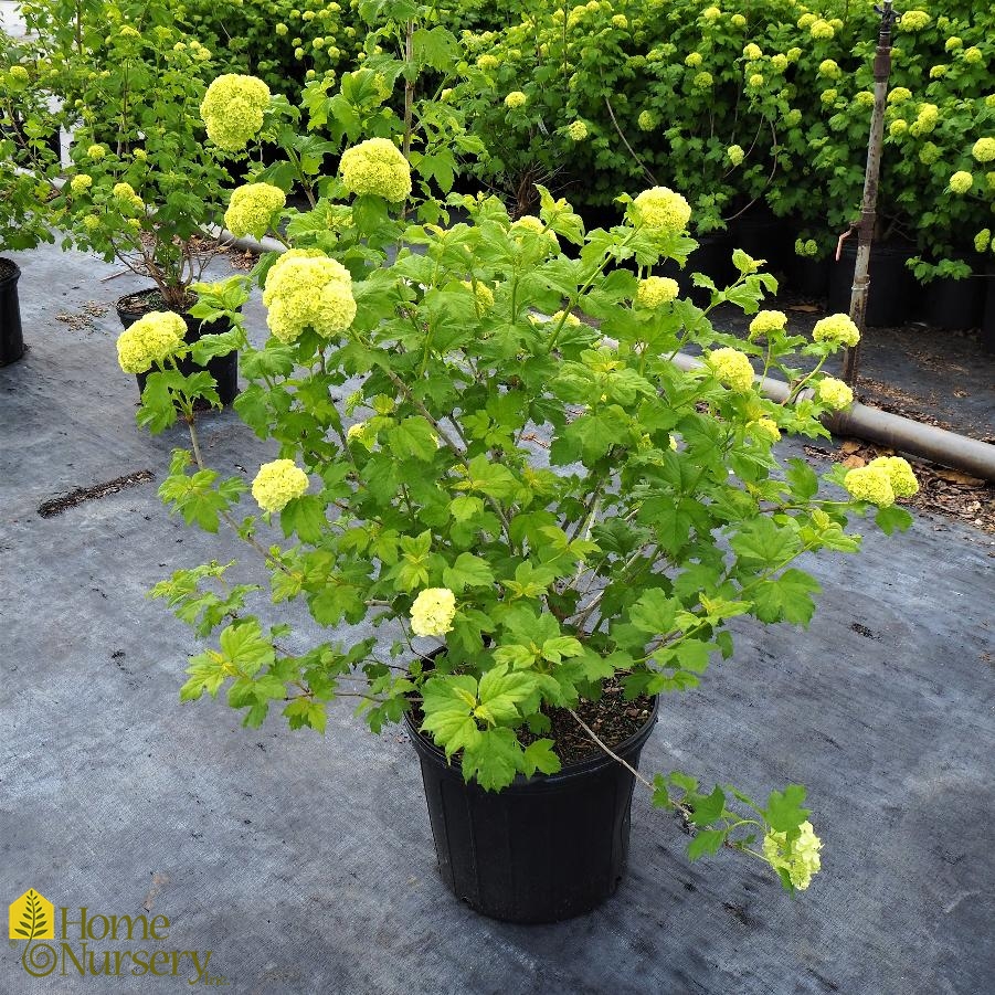 Viburnum opulus 'Sterile' European Snowball Bush from Home Nursery