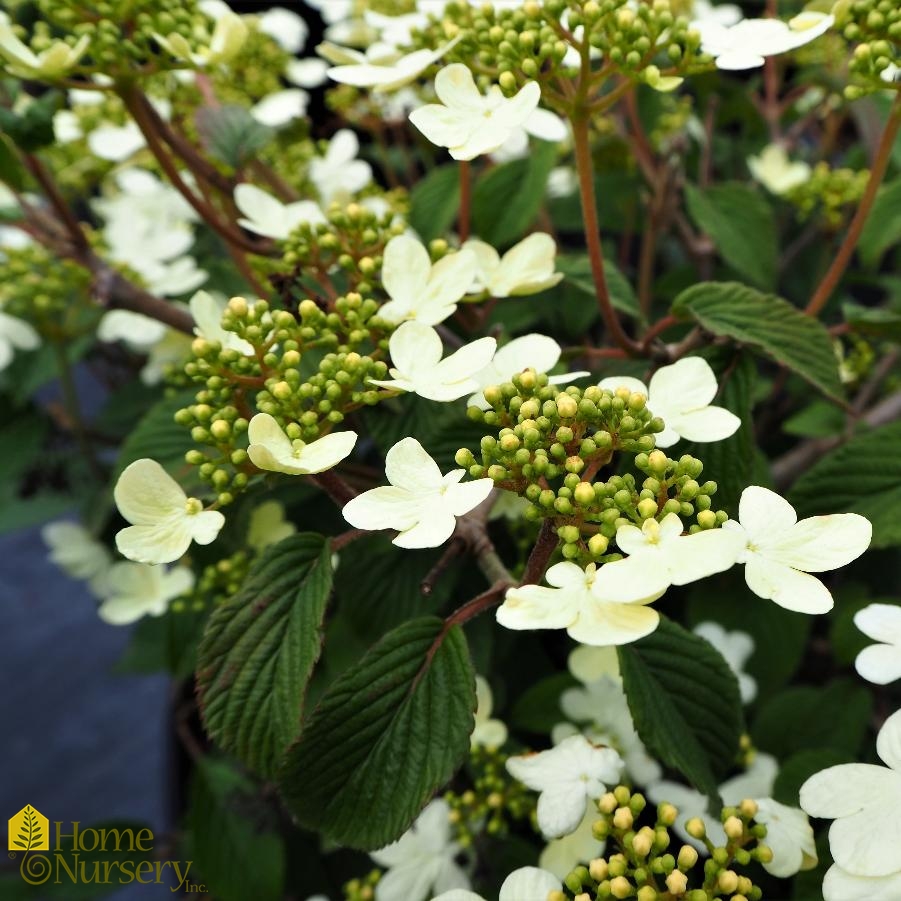 Viburnum plicatum f. tomentosum 'Summer Snowflake' Doublefile Viburnum