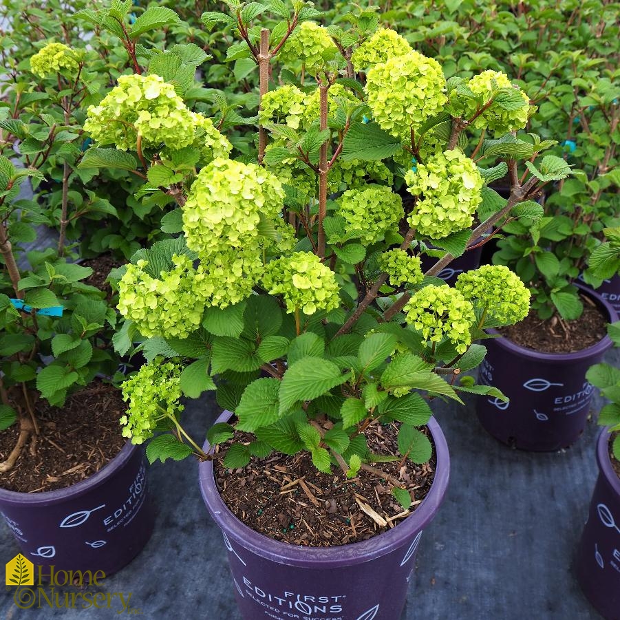 Viburnum plicatum Opening Day™ Japaense Snowball from Home Nursery