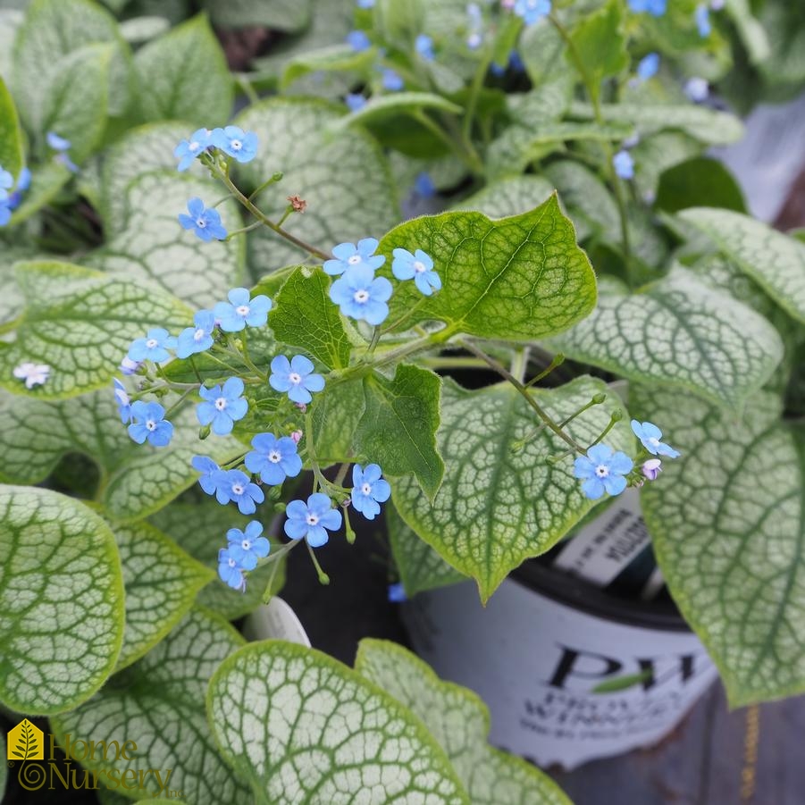 Brunnera macrophylla 'Jack of Diamonds' Siberian Bugloss from Home Nursery