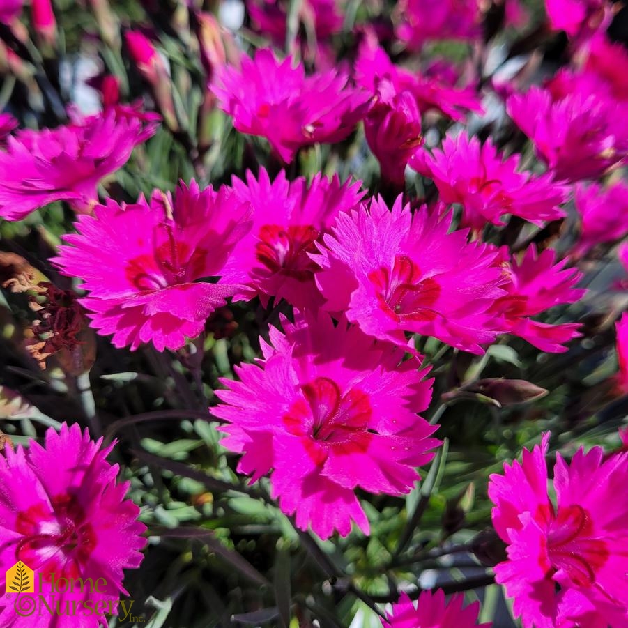 Dianthus x 'Paint the Town Fancy' Cheddar Pinks from Home Nursery