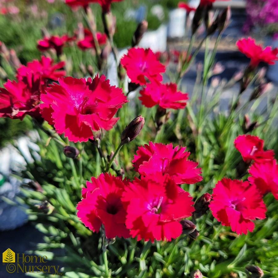 Dianthus x 'Paint the Town Red' Cheddar Pinks from Home Nursery
