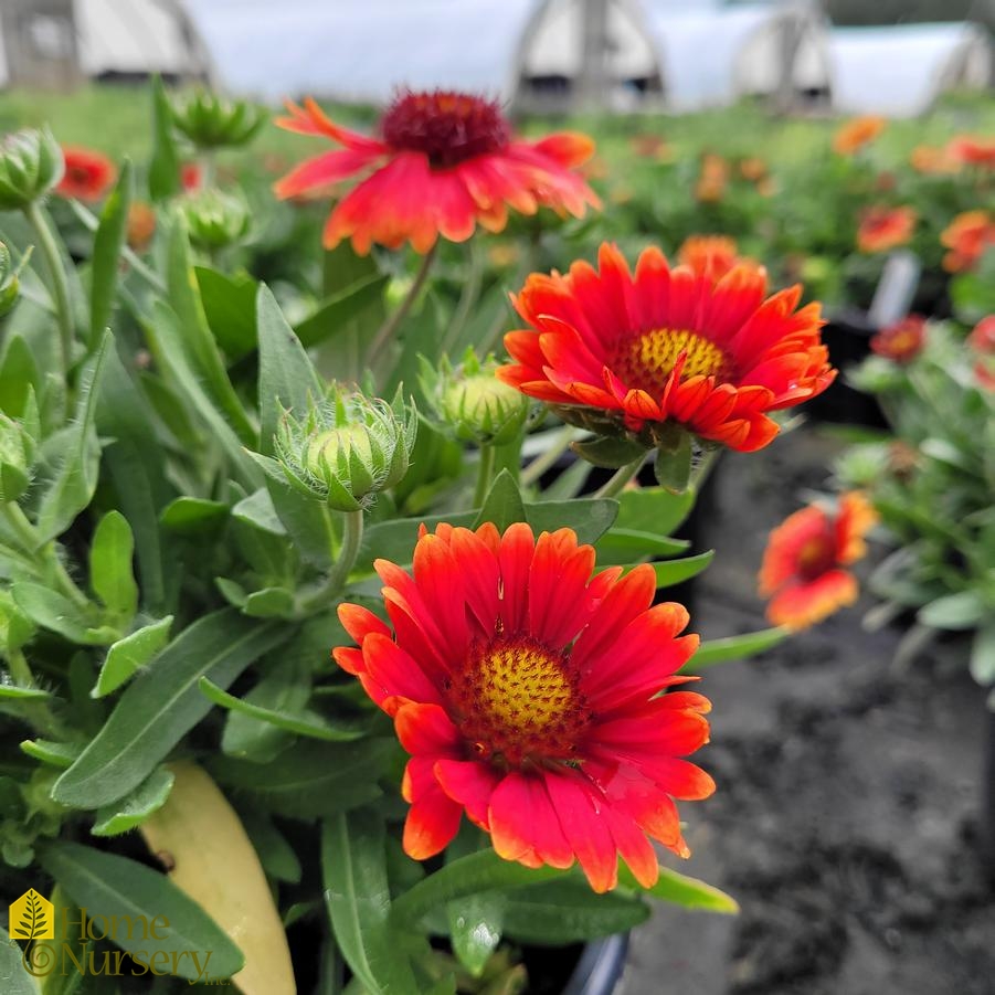 Gaillardia x grandiflora 'Arizona Red Shades' Blanket Flower from Home