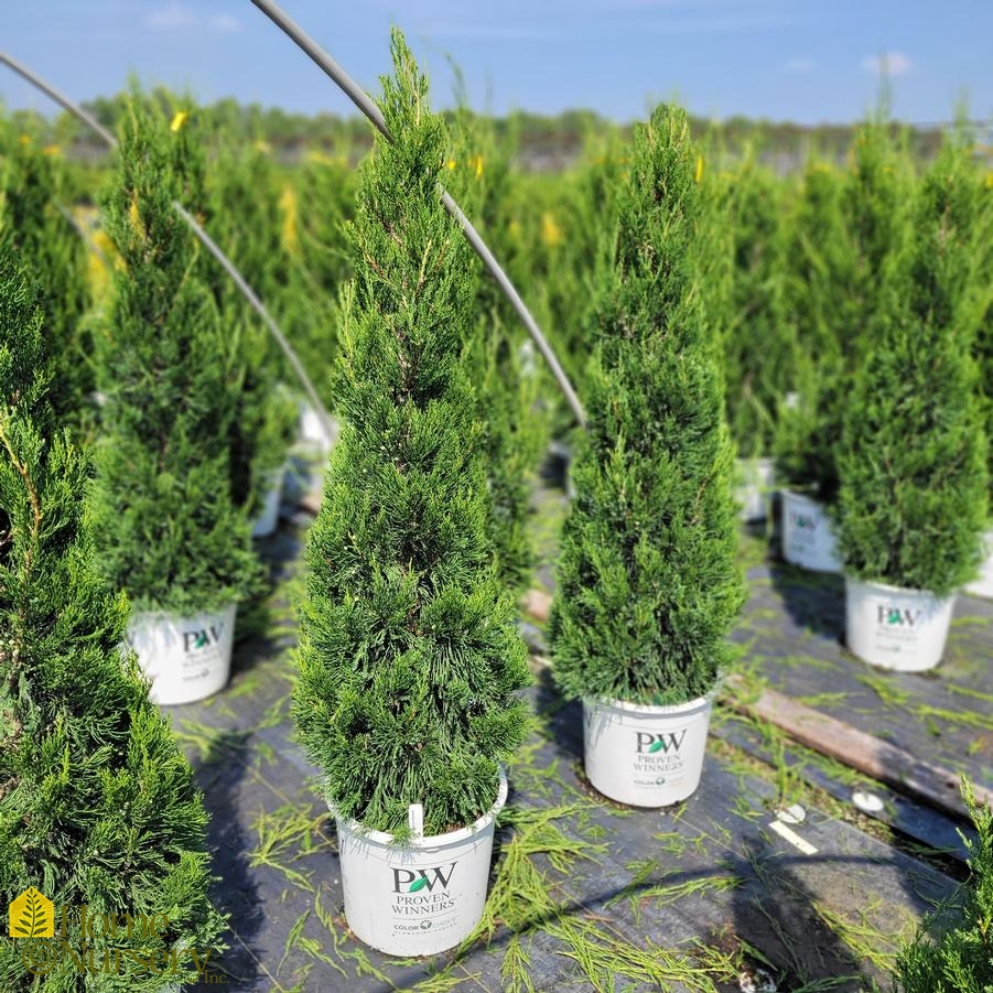 Juniperus chinensis Gin Fizz® Chinese Juniper from Home Nursery