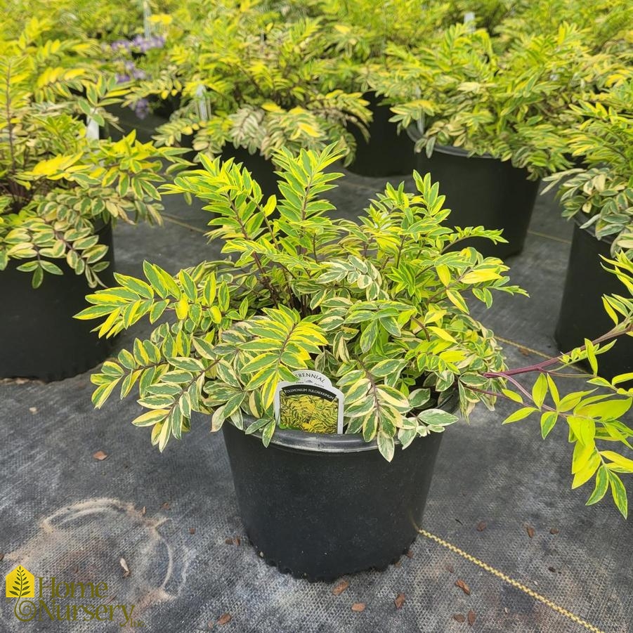 Polemonium pulcherrimum 'Golden Feathers' Jacob's Ladder from Home Nursery