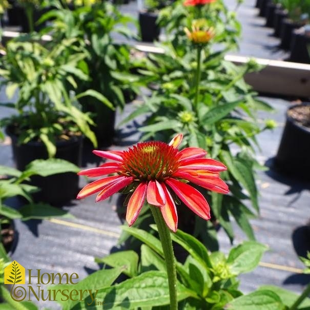 Echinacea x 'Cheyenne Spirit' Coneflower from Home Nursery
