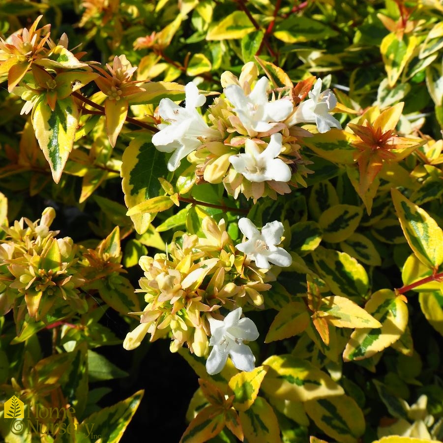Abelia x grandiflora 'Kaleidoscope' Glossy Abelia from Home Nursery