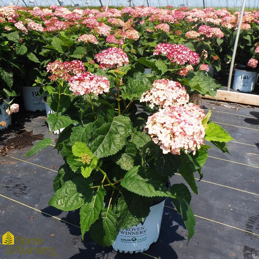 Hydrangea arborescens Incrediball® Blush Smooth Hydrangea from Home Nursery