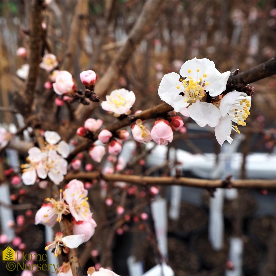Prunus armeniaca 'Moongold' Apricot Tree from Home Nursery