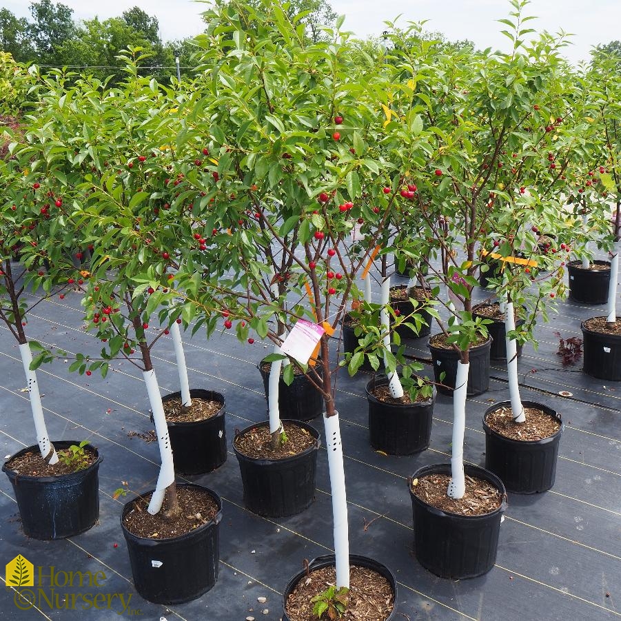 Prunus cerasus 'North Star' Cherry Tree from Home Nursery