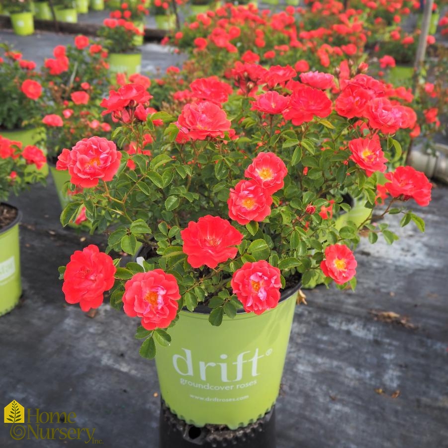 Rosa x Coral Drift® Rose from Home Nursery