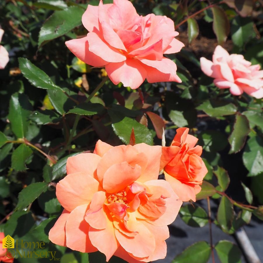 Rosa x Coral Knock Out® Rose from Home Nursery