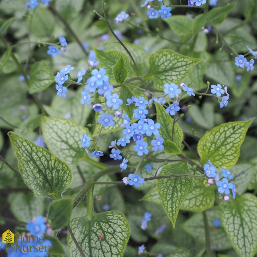 Brunnera macrophylla 'Queen of Hearts' Siberian Bugloss from Home Nursery