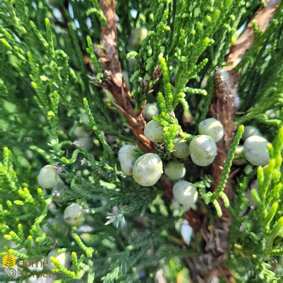 Juniperus chinensis Gin Fizz® Chinese Juniper from Home Nursery